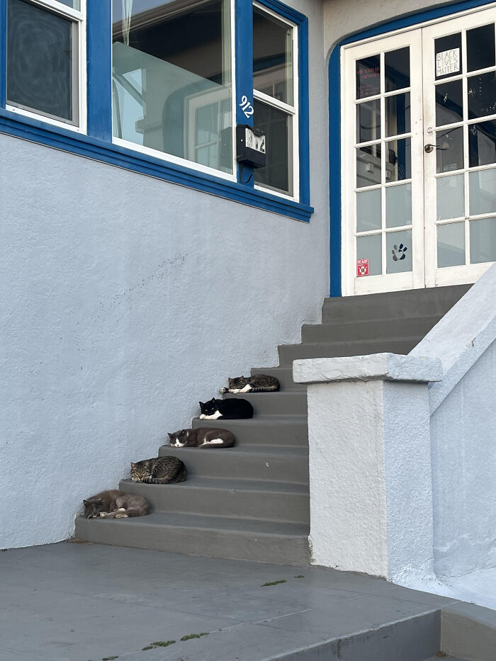  Estos gatos duermen la siesta alineados en la escalera