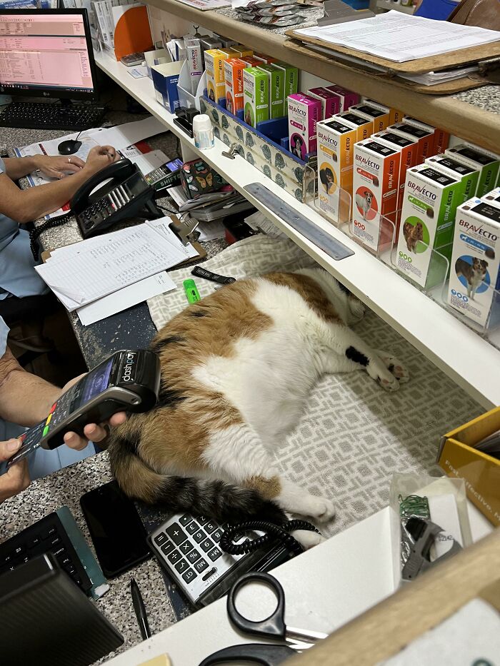 Our Vet’s Chonker Having A Fat Nap On The Reception Desk. Apparently This Is The Best Spot