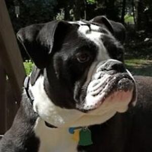 deborah_zatta_capoccia_dibenedetto avatar