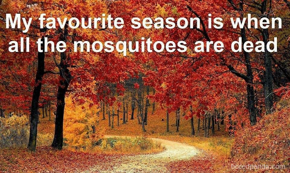 Canadian life meme with vibrant autumn trees and text about mosquito season.