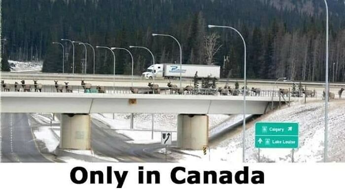 Deer crossing a highway overpass against a snowy backdrop in Canada with a sign pointing to Calgary and Lake Louise.