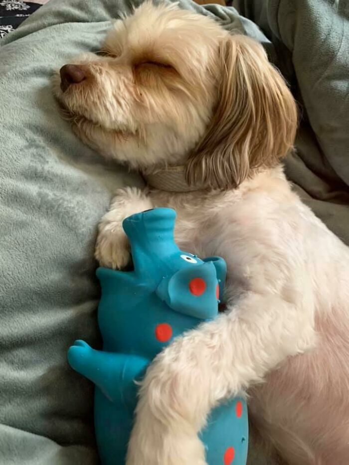 This Is My Dog’s Favorite Toy. He Refuses To Chew On It And He Sleeps With It Every Night