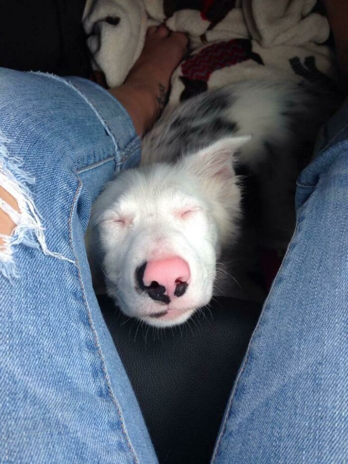 My Deaf Dog Pinkman Has To Touch You While She Sleeps