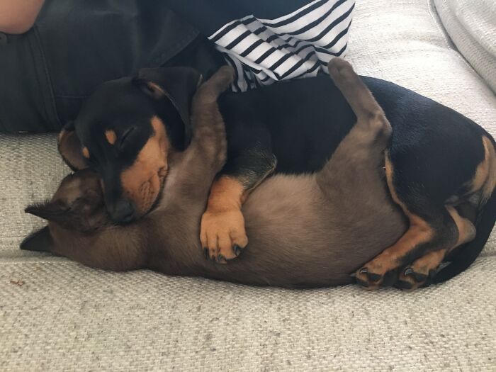 This Is How They Sleep! Nugget (The Sausage Dog) Makes Sure Of It