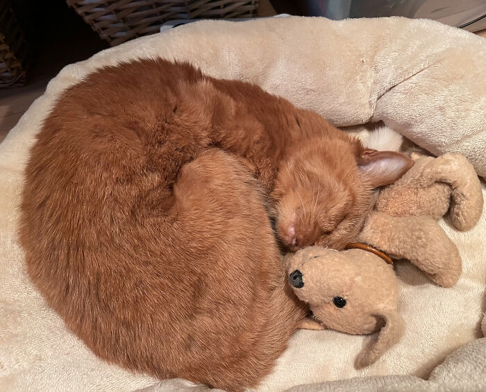 My 19-Year-Old Cat Sleeping With Her Childhood Toy