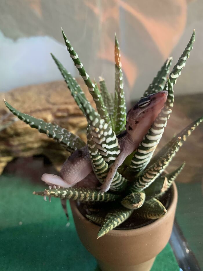 My Little Guy Likes Sleeping In His Succulent