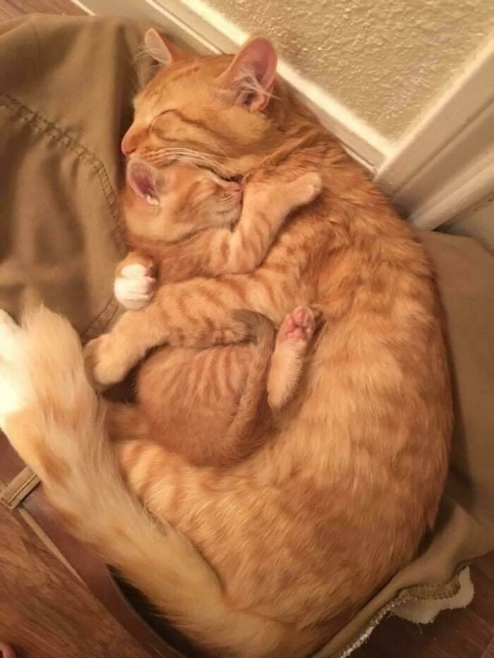 Hugging In Their Sleep