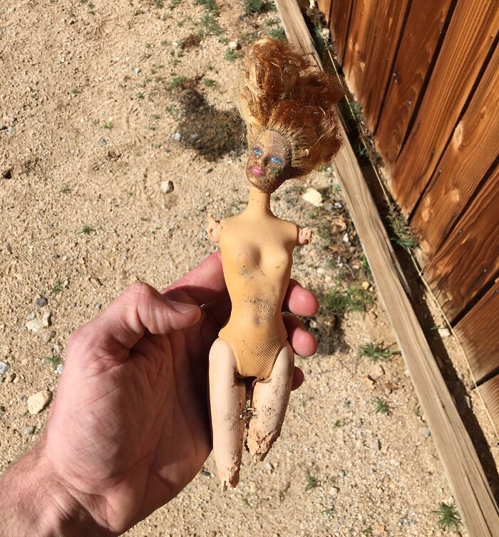 Just Moved Into A New Home. My Pups Found This In The Backyard