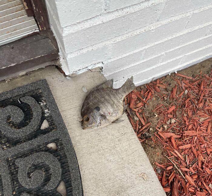 Just Moved Into My First House, Found This On The Front Porch... Is This A Message?