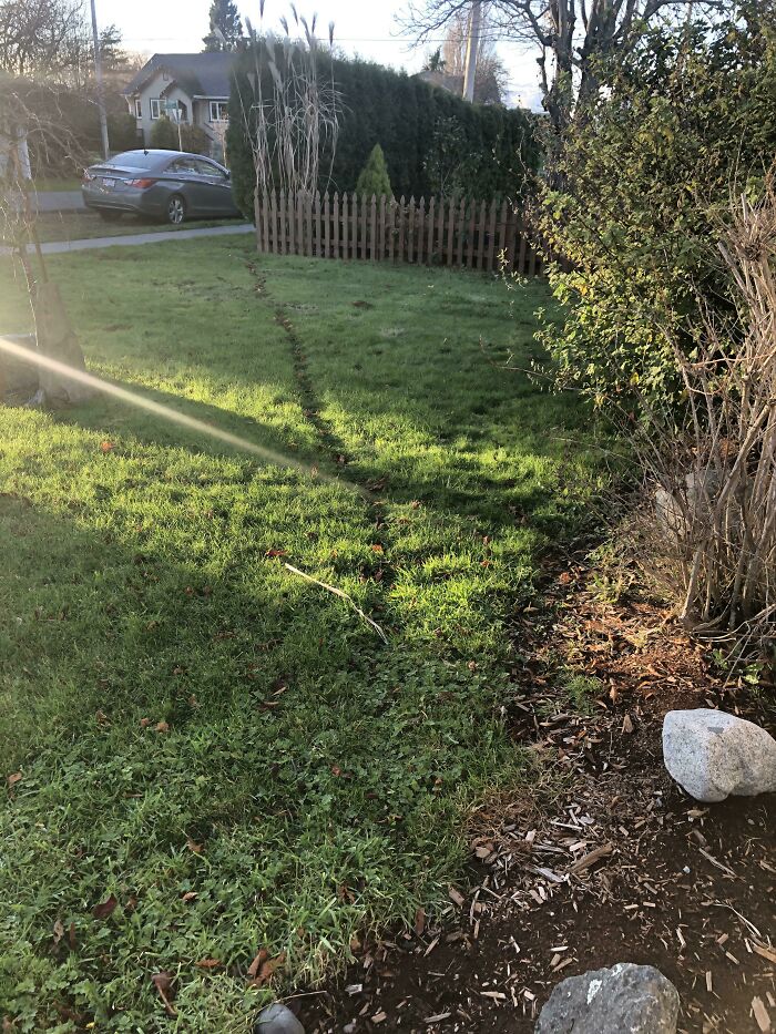 My Cat Passed Away Last Night. These Were His Paths