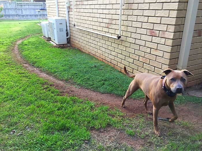 She’s Made A Few Desire Paths. I Like This One The Most