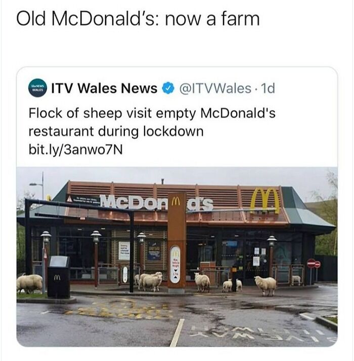 Relatable-British-Memes