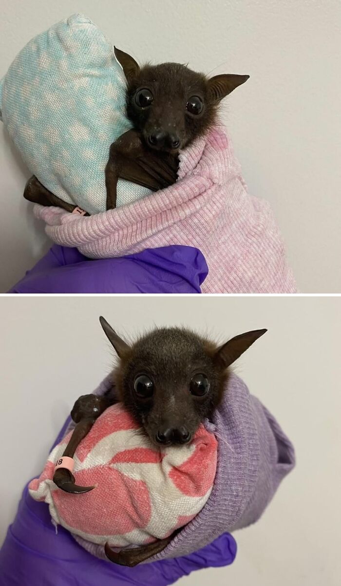 Little And Red, Wrapped Up For An Early Bottle Of Milk!