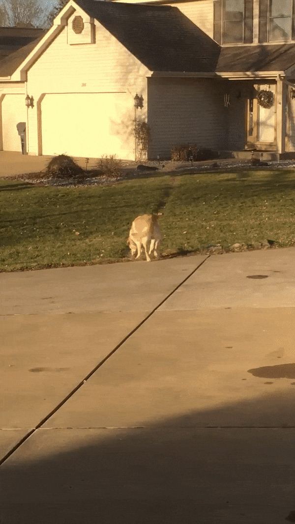 The Path My Dog Takes Every Day To Visit The Neigbors