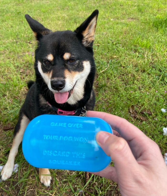 The Squeaker From Inside Her Dog Toy Has Declared Her The Winner