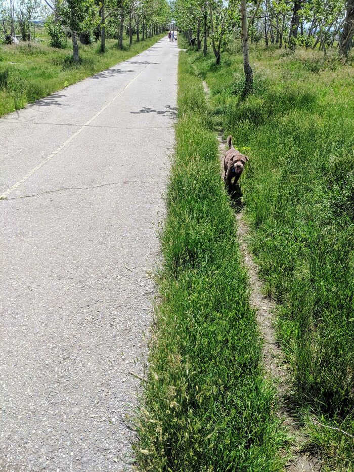 Doggo Desire Path At A Local Off-Leash Park. Remember That Pavement Can Be Too Hot For Paws On A Sunny Day!