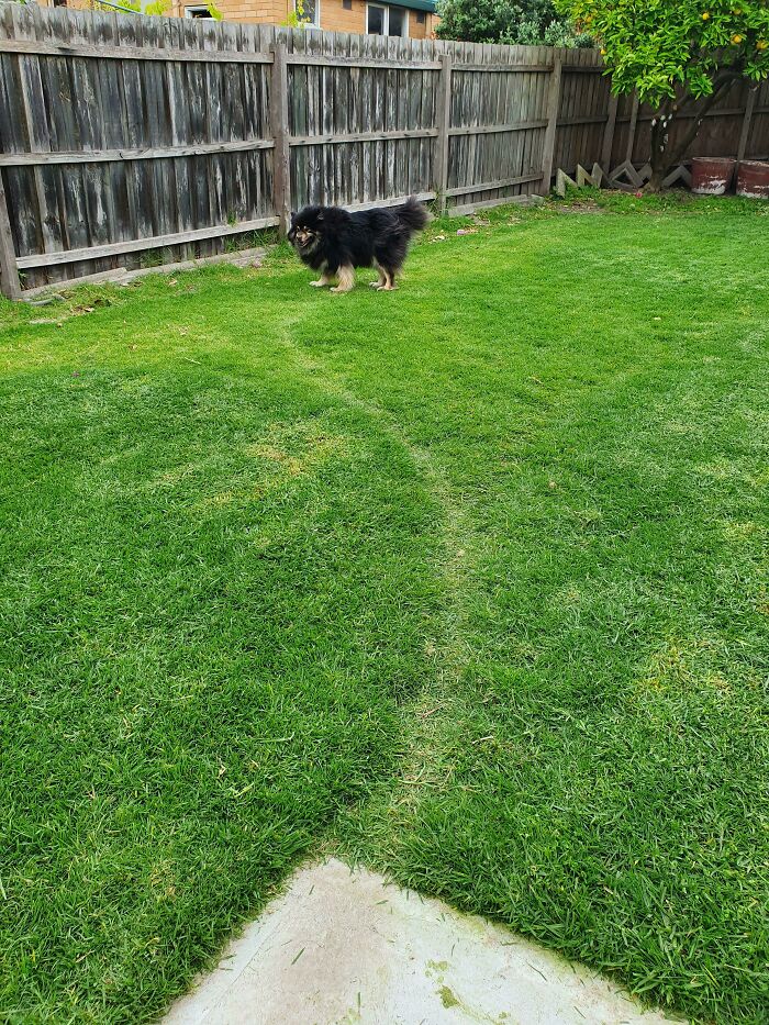 My Dog's Everyday Path