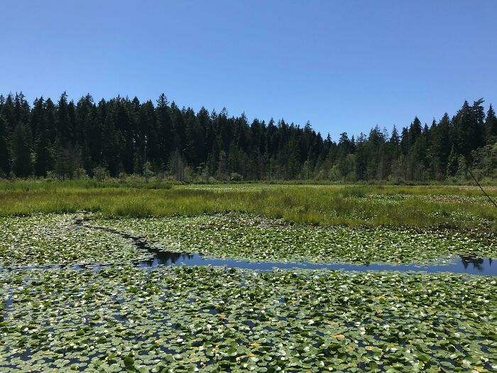 What Is This, A Desire Path For Ducks?! Yes, Actually