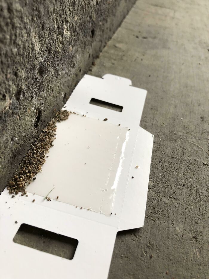 The Ants In My Garage Built A Bridge Over My Glue Trap