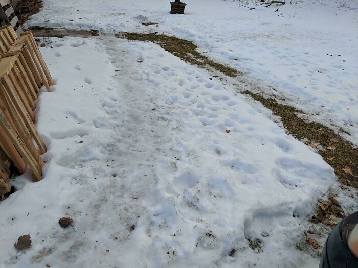 My Dad Shoveled A Path But The Rest Of The Family Decided It Was Too Far