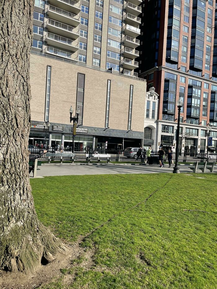 Squirrel Desire Path