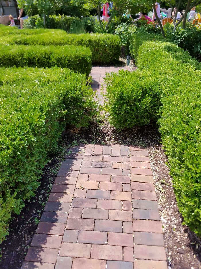 Kids Cheating In This Hedge Maze