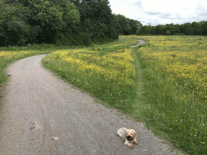 “Avoid The Bend” Desire Path From England