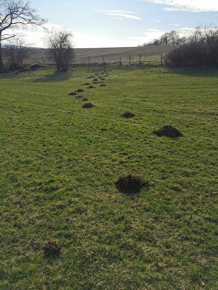 Do Moles Count? The Path Is Out Of Sight, But Implied... I Sat And Waited For Half An Hour Before Movement Resumed On The Last Mound