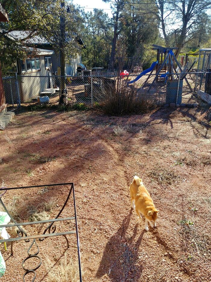 The Path My Dog Created So She Can Say Hi To Her Neighbor