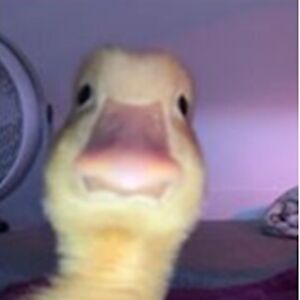 calebfernandez avatar