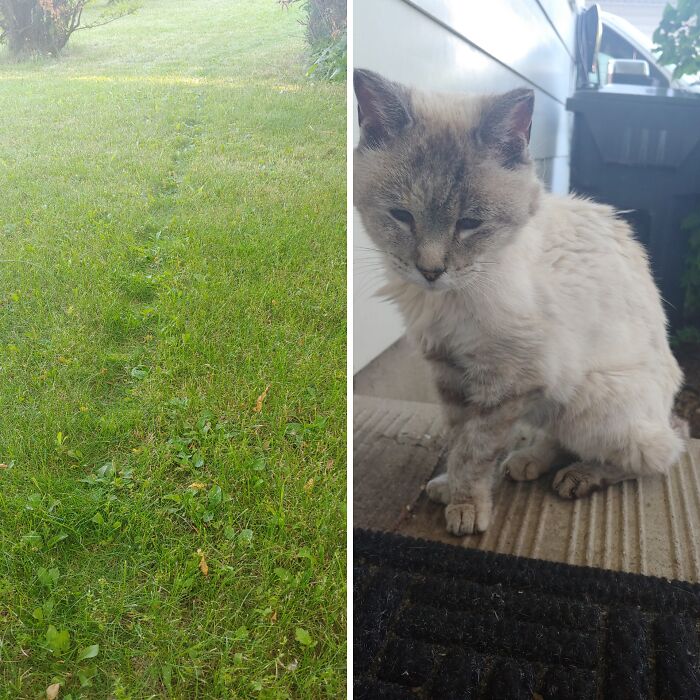 Desire Path Of A 17yo Kitty