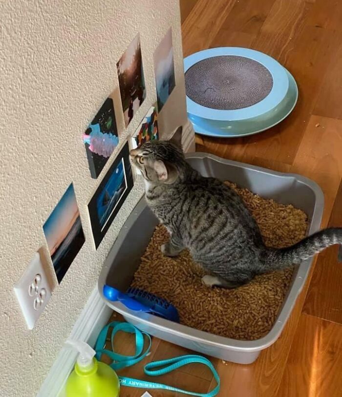 A Friend Of Mine Has Bathroom Art For Their Cat