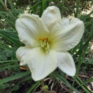 thatgirllennie avatar