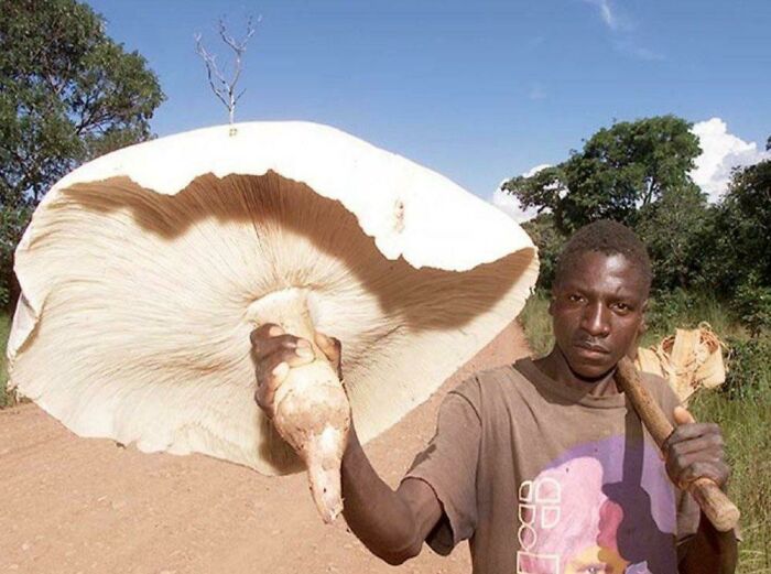 "En Zambia, un hongo alimenta a una familia durante días. Este es el Termitomyces Titanicus. También se encuentra en África Occidental, el hongo comestible más grande del mundo"