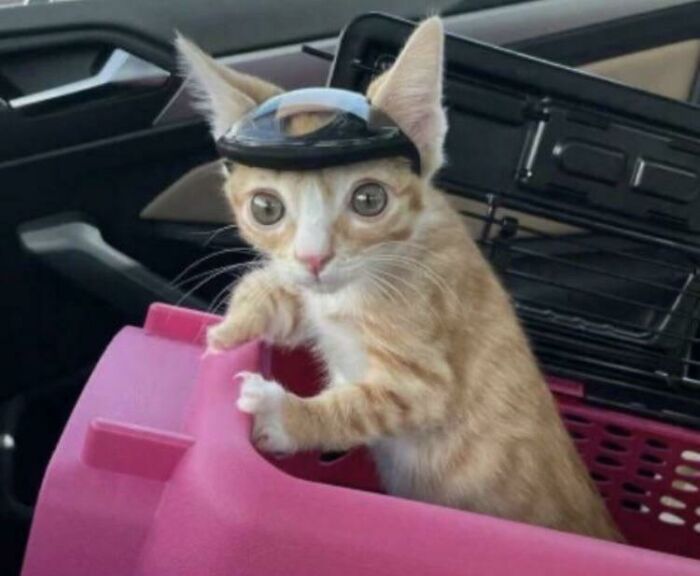 Otter, A Disabled Cat Whose Skull Did Not Form Properly, Wearing His Made-To-Measure Helmet