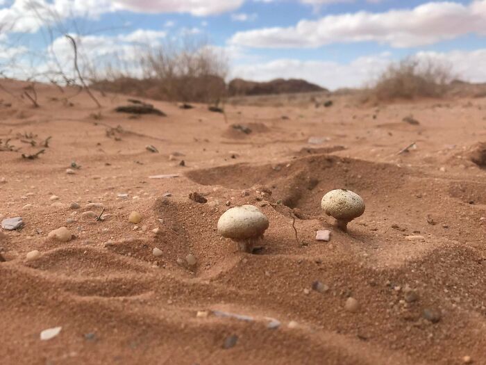 Setas encontradas en el desierto de Wadi Rum - Jordania