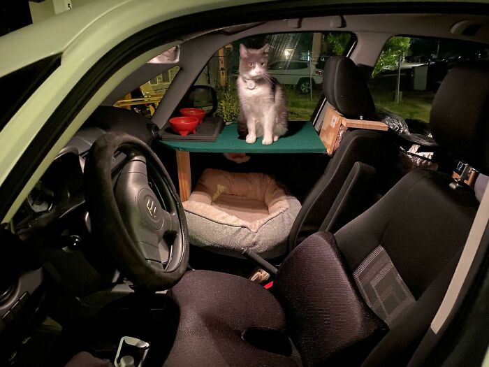 Mini-Condo For Kitty's Cross-Country Drive