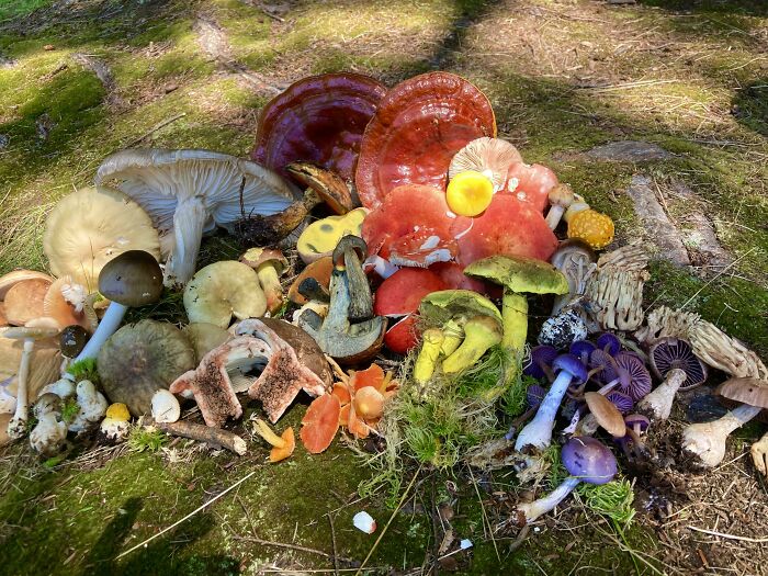 Los hongos fascinantes de hoy