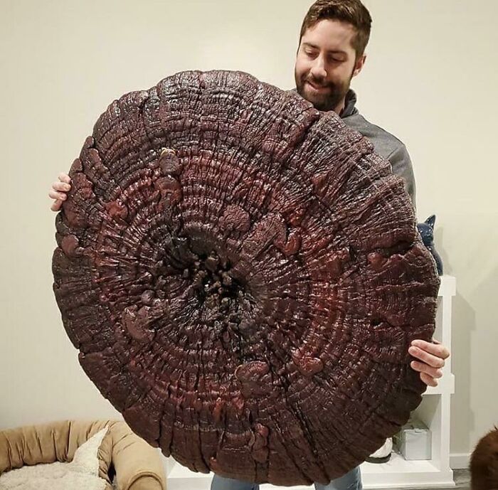 ¡Un reishi gigante!