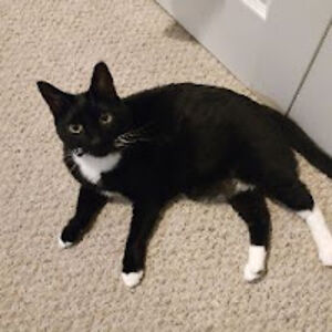 abigailharrison avatar