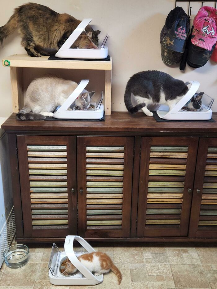 Little Anubis Is Taking To His Feeder Like A Pro, Not Big Enough To Sit Up With The Top Cats Yet Though