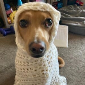 gwendolynamato avatar