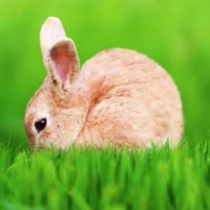 inserviosmurf avatar