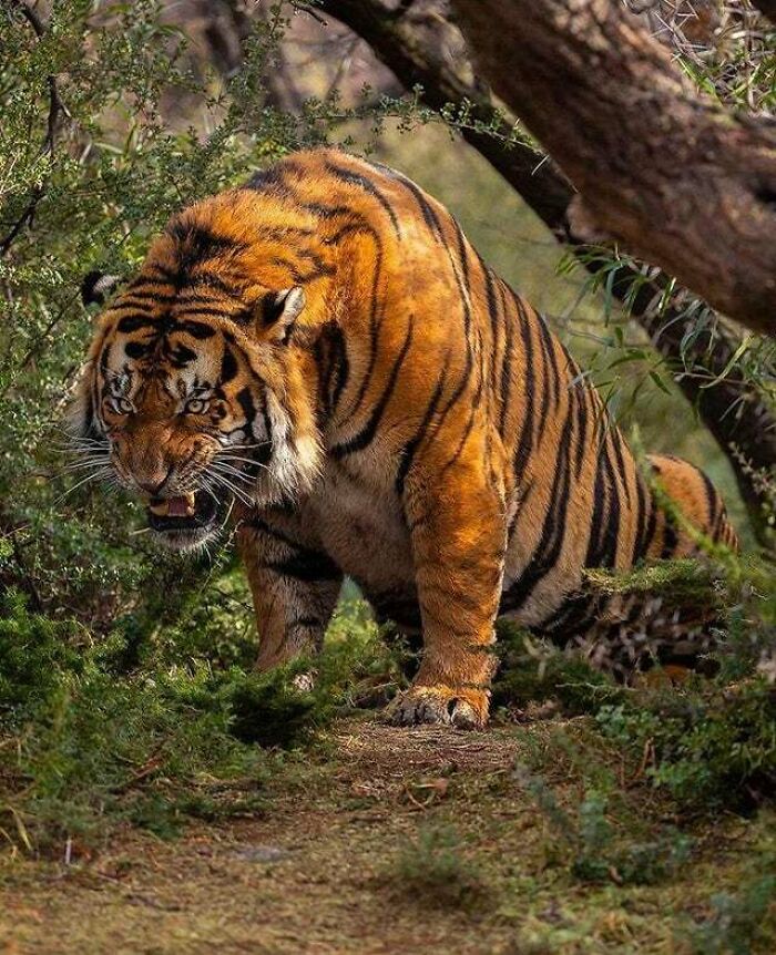 This Titan Of A Tiger