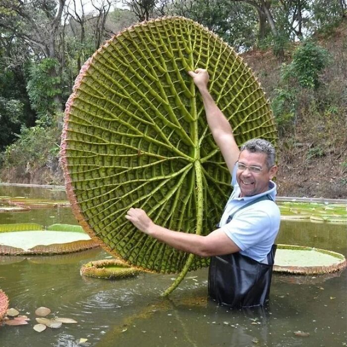 Felt Like This Was A Unit Of A Water Lily
