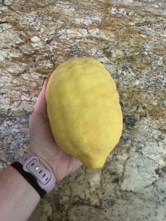 Does This Belong Here? Lemon From My Parents Lemon Tree