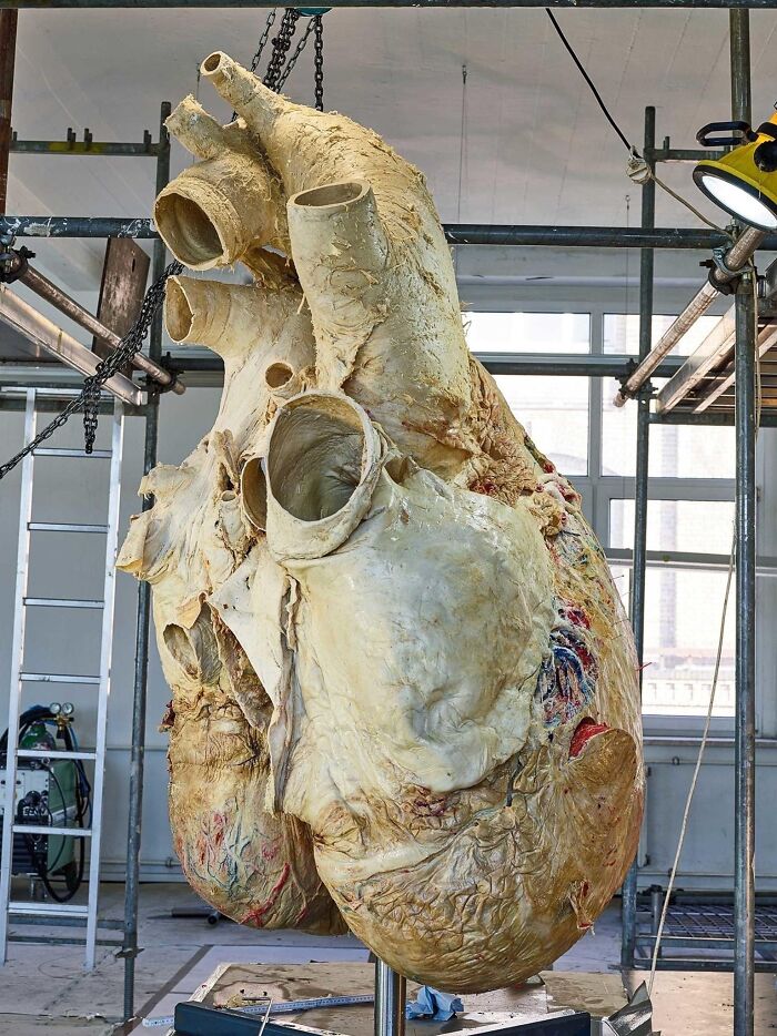 The Heart Of A Blue Whale