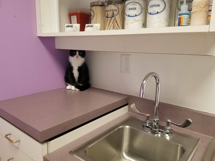 Pablo's First Trip To The Vet