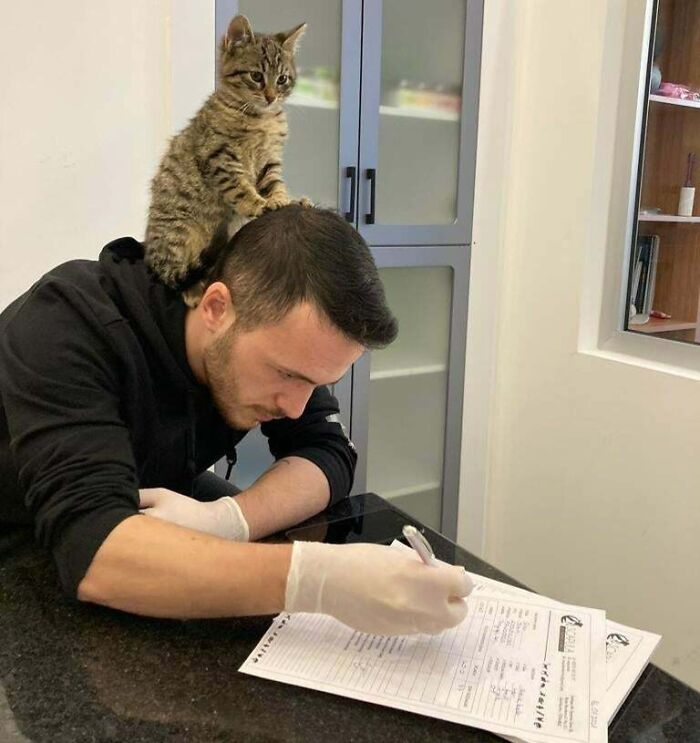 A Vet In Catstantinople, Turkey