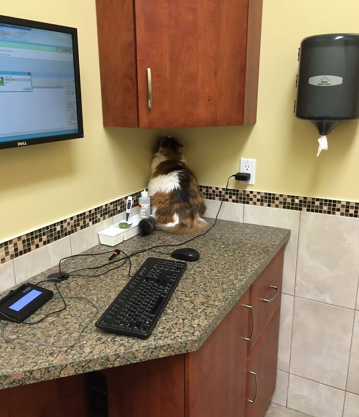 I Raise You My Cat Mimi At The Vet